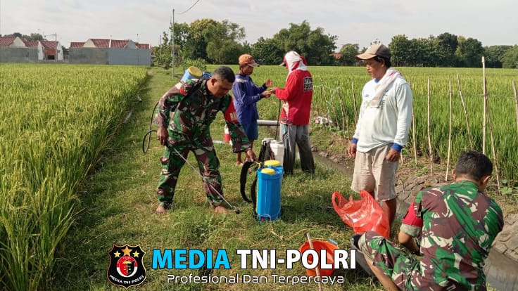 Cegah Hama, Babinsa Dampingi Petani Penyemprotan
