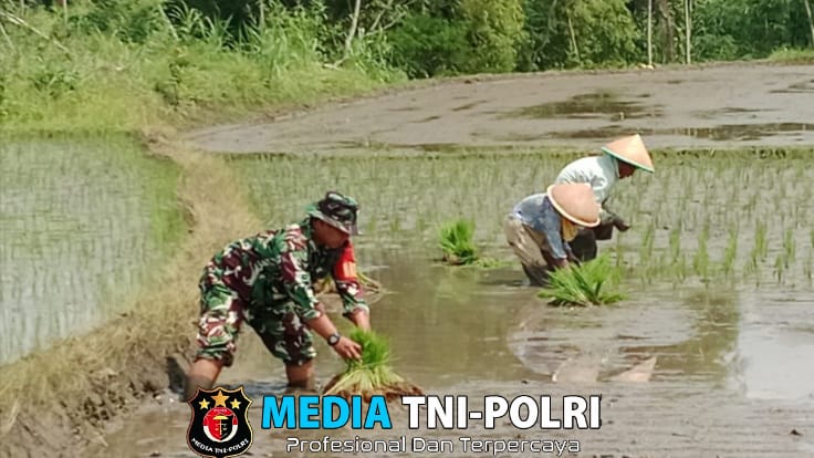 Babinsa Wagir Dampingi Petani Tingkatkan Ketahanan Pangan Melalui Program Luwas Tambah Tanam