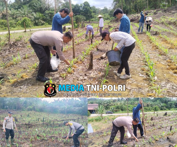Dukung Ketahanan Pangan, Polsek Ngabang Lakukan Pemantauan Kebun Jagung