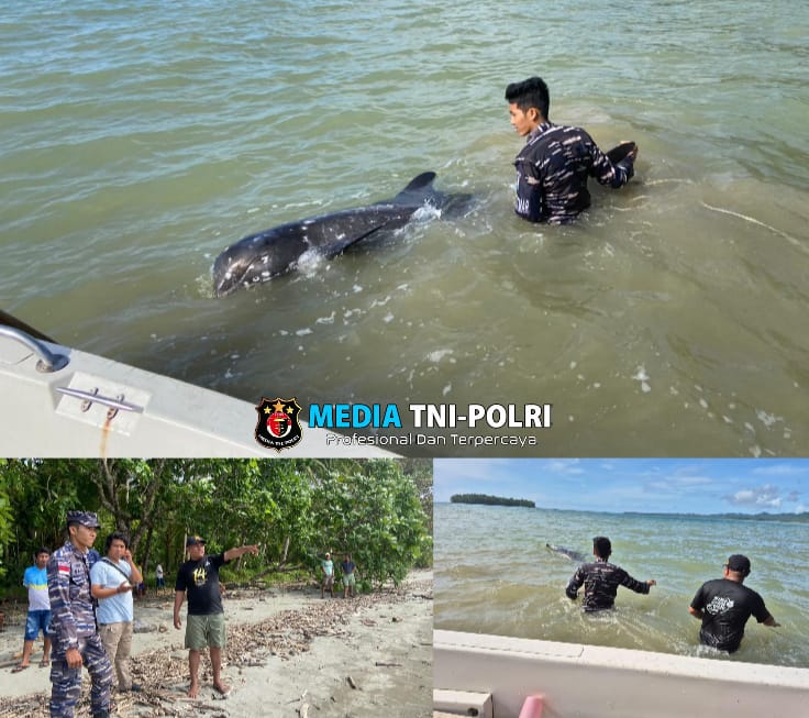 Gerak Cepat TNI AL dan Masyarakat Berhasil Evakuasi Paus Orca yang Terdampar di Pantai Utara Desa Lobbo Talaud