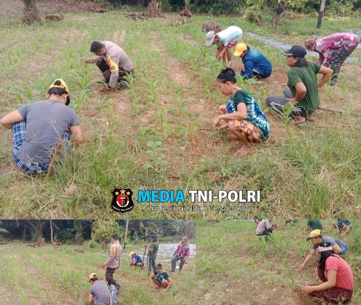 Dukung Ketahanan Pangan, Polsek Sebangki Bersihkan Lahan Jagung Bersama Kelompok Wanita Tani