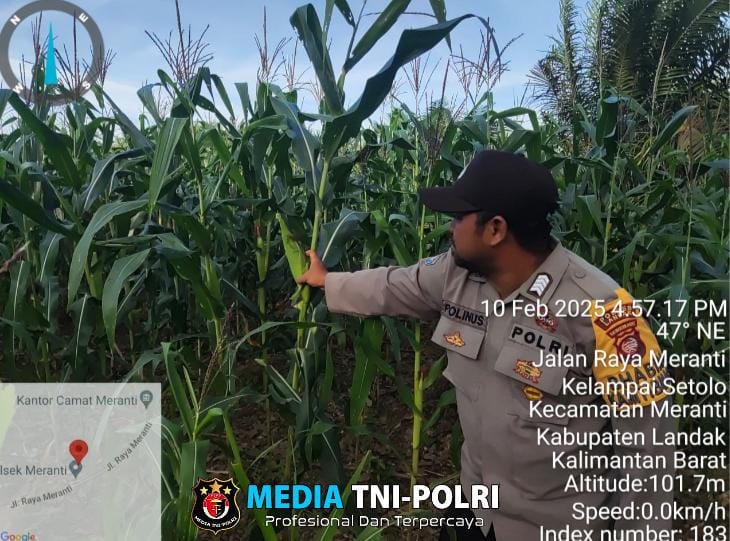 Melakukan Pengecekan Tanaman Jagung Non CPCL Milik Poktan Bunga Kadak.