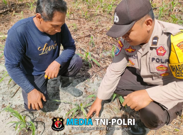 Personil Polsek Mandor Laksanakan Pengecekkan Tanaman Jagung