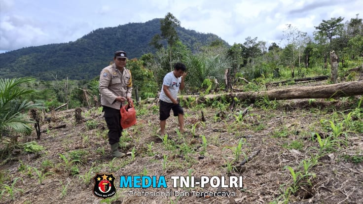 Pantau Tanaman Jagung, Aipda Maryono dan Kelompok Tani Lakukan Perawatan Intensif