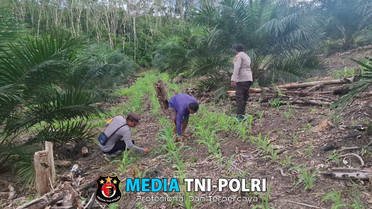 Bintara Pengerak Ketahanan Pangan Polsek Kuala Behe Pantau Perkembangan Tanaman Jagung