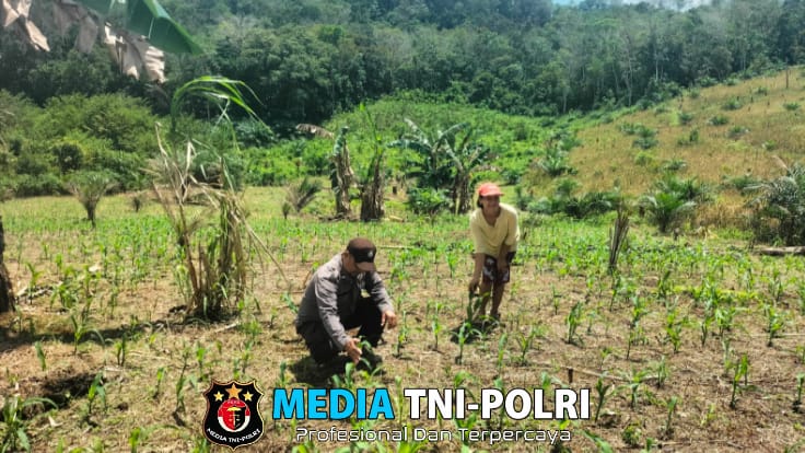 Cek Progres Tanaman Jagung di Desa Moro Betung Kecamatan Meranti