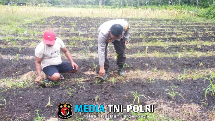 Dukung Ketahanan Pangan, Polsek Sebangki Cek Progres Tanaman Jagung