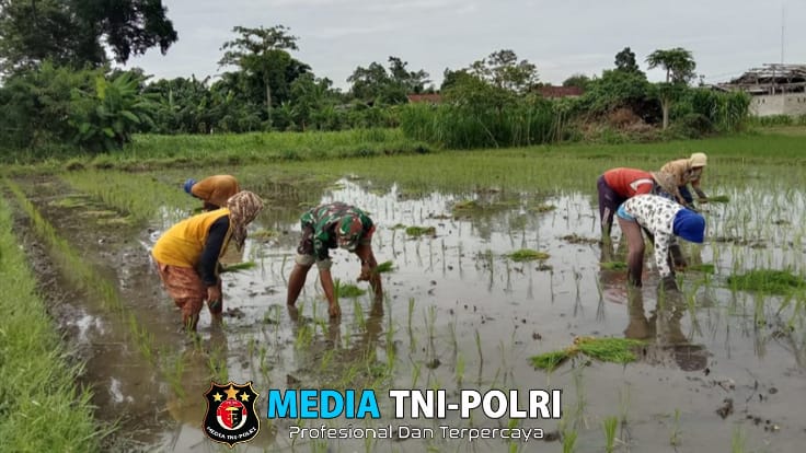 Kejar Progres Luas Tambah Tanam, Babinsa Desa Gandekan Bantu Petani Tanam Padi