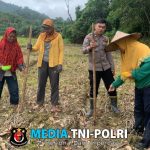 Personil Polsek Mandor Laksanakan Penanaman Tanaman Jagung