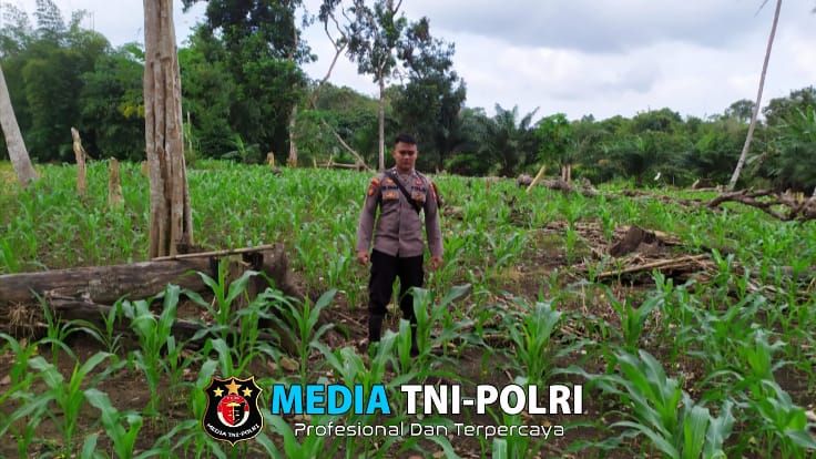 Personil Polsubsektor Sompak Cek Pertumbuhan Jagung.