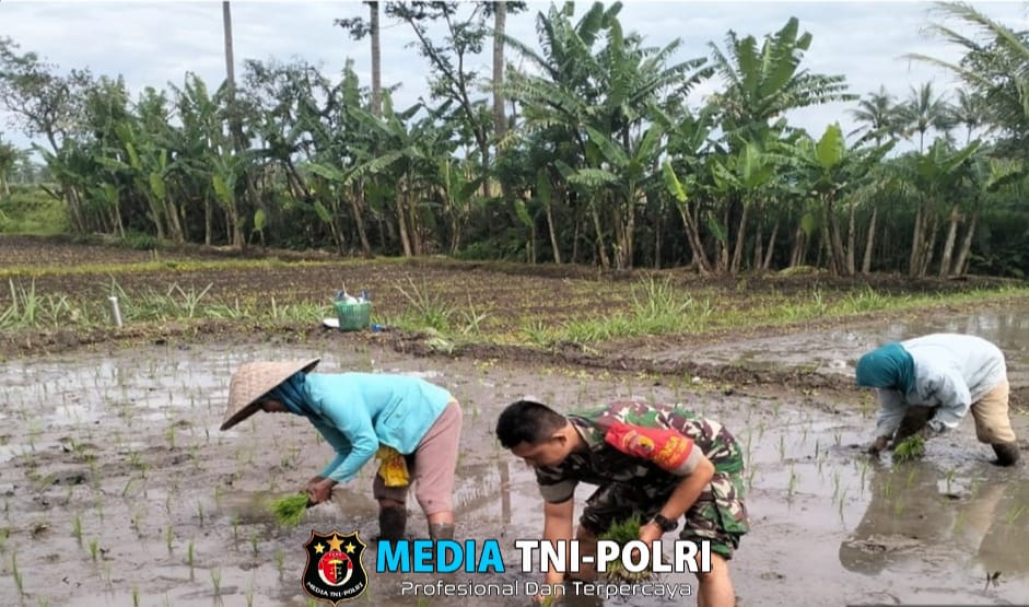 Babinsa Pakis Turun Sawah Dampingi Petani: Wujud Nyata Dukungan Ketahanan Pangan