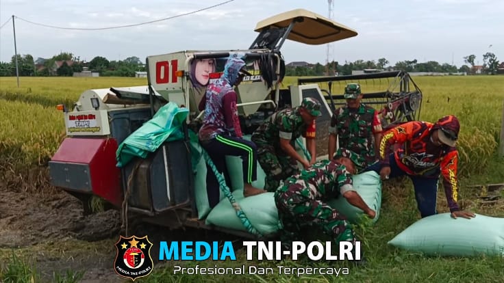 Babinsa Bantu Panen Padi Menggunakan Mesin Combi, Tingkatkan Produktivitas Petani