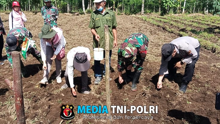 Babinsa Jambangan Serda Yusuf Tanam Bibit Jagung Bersama Warga untuk Ketahanan Pangan