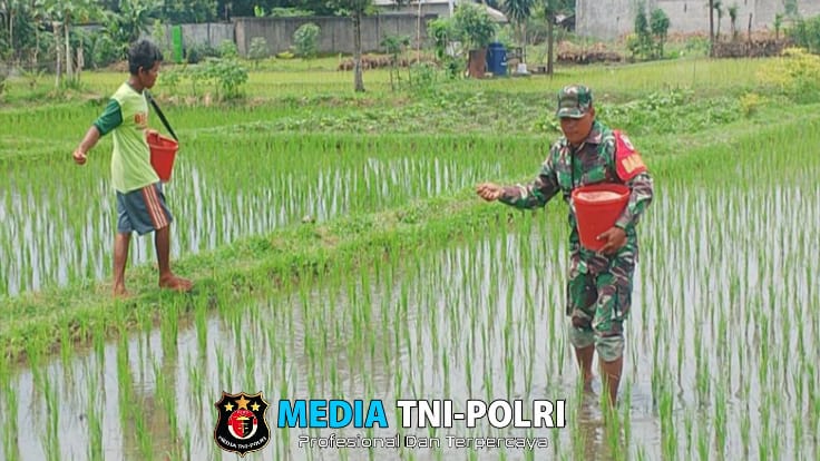 Target Swasembada Pangan, Babinsa Sananwetan Turun Langsung ke Sawah Bantu Petani Pupuk Tanaman Padi
