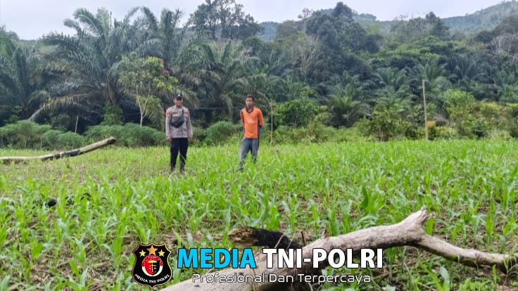 Pemantauan Kegiatan Cek Progres Tanaman Jagung