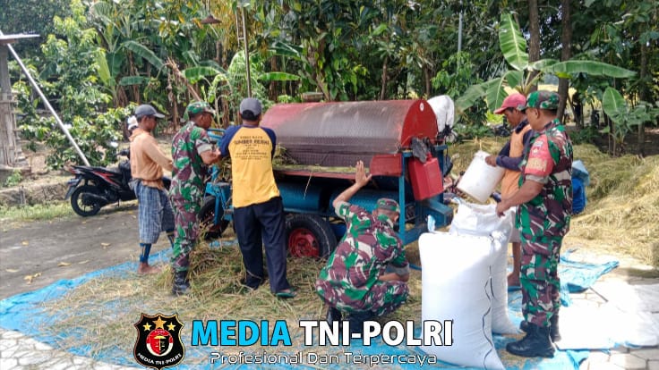 Musim Panen Padi Tak Lepas Dari Perhatian Babinsa Pilangsari
