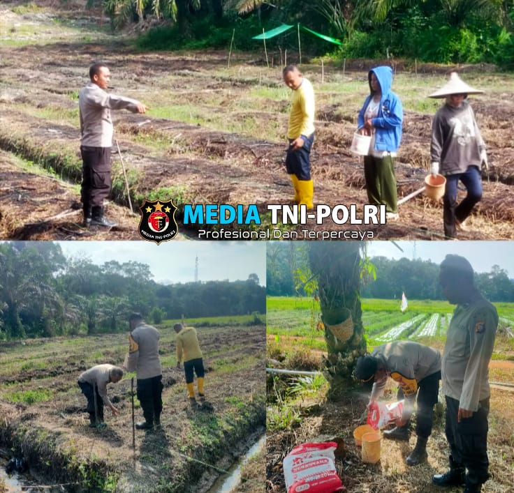 Dukung Ketahanan Pangan, Kapolsek Sengah Temila dan Poktan Ayo Maju Tanam Jagung di Desa Rabak
