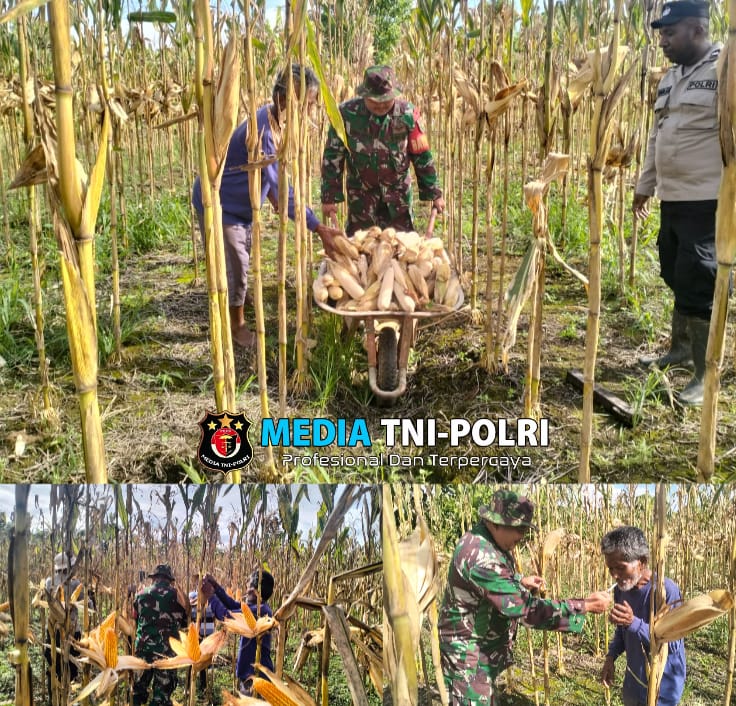 Babinsa Koramil 1705-03/Kwatisore Melaksanakan Gotong Royong Panen Jagung di Lahan Warga di Kampung Wami Jaya Wilayah Binaan