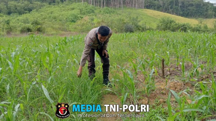Polisi Penggerak Ketahanan Pangan Polsek Mempawah Hulu Laksanakan Pengecekan Tanaman Jagung