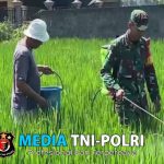 Pendampingan Babinsa Wonotirto, Bantu Petani Penyemprotan Pestisida Kendalikan Hama Padi