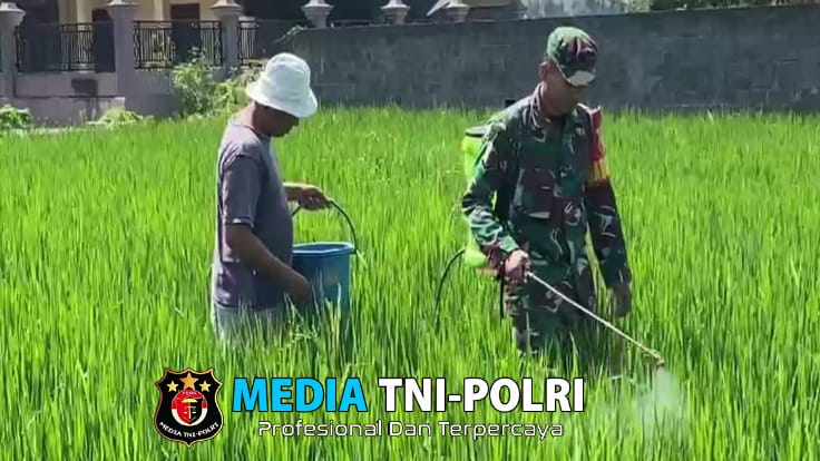 Pendampingan Babinsa Wonotirto, Bantu Petani Penyemprotan Pestisida Kendalikan Hama Padi