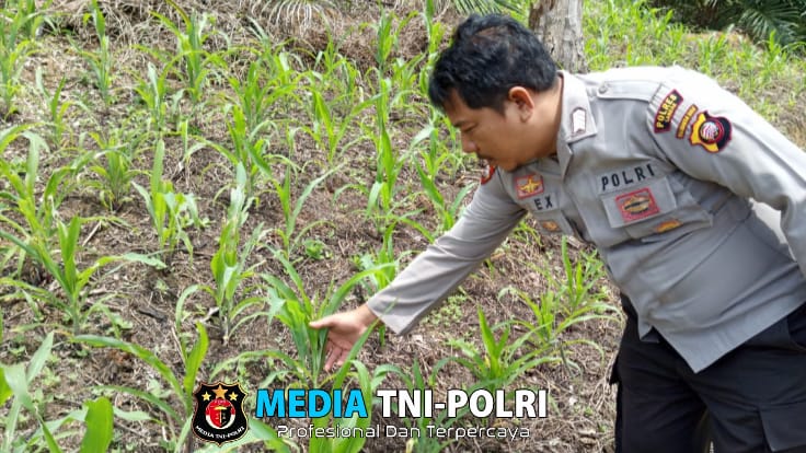 Bintara Pengerak Ketahanan Pangan Desa Anik Pantau Kondisi Tanaman Jagung