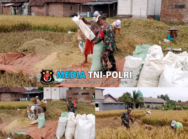 Babinsa Dampingi Warga Panen Padi