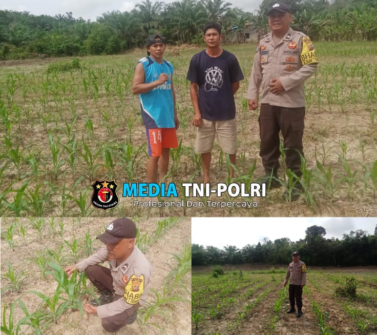 Bhabinkamtibmas Polsek Air Besar Pantau Perkembangan Tanaman Jagung Warga Binaan