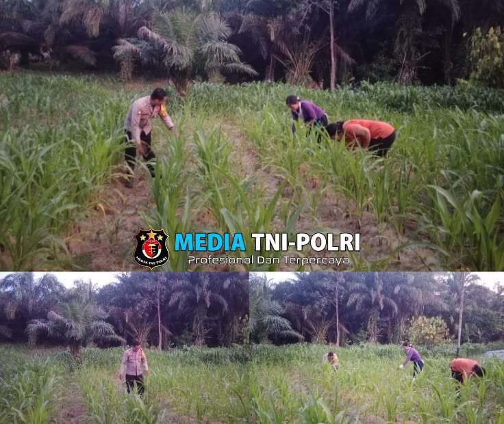 Dukung Ketahanan Pangan, Bhabinkamtibmas Polsek Sebangki Cek Progres Tanaman Jagung