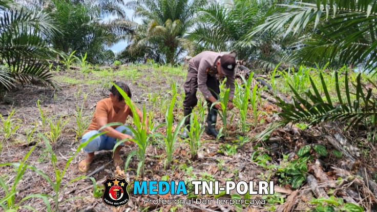 Bintara Pengerak Ketahanan Pangan Polsek Kuala Behe Cek Perkembangan Jagung