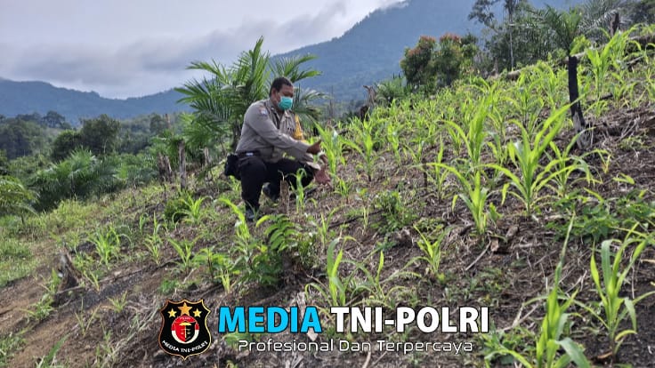 Dukung Pertanian, Polsek Sengah Temila dan Kelompok Tani Lakukan Pengecekan Jagung