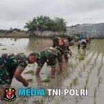 Target Swasembada Pangan, Pabung 0808/Blitar Dampingi Poktan Tani Alam Maksimalkan Tanam Padi di Wilayah Sutojayan