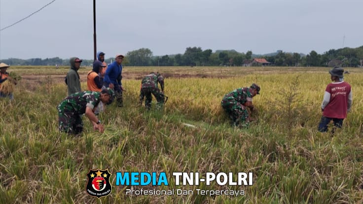 Inilah Upaya Babinsa Dalam Membantu Petani Panen Padi