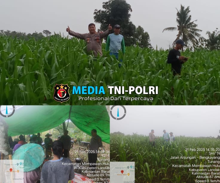 Pamatwil Ketahanan Pangan Tinjau Perkembangan Jagung dan Lahan di Mempawah Hulu