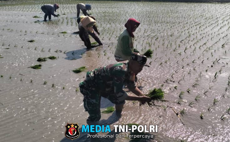 Dorong Percepatan Luas Tambah Tanam, Babinsa Rembang Turun Ke Sawah Bantu Petani