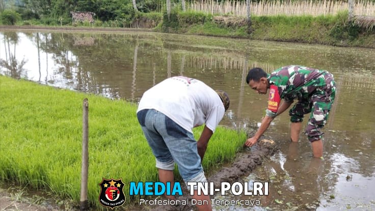 Babinsa Koramil 0818/14 Turen Turun ke Sawah, Bantu Petani Ngurit Bibit Padi