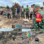 Satgas Pamtas Yonarmed 11 Kostrad Bersama TDM dan Masyarakat Gotong Royong Tanam Jagung di Perbatasan