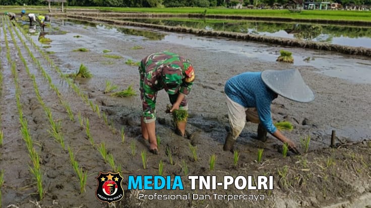 Sukseskan Program Ketahanan Pangan, Babinsa Mandesan Terjun Langsung Bantu Petani Tanam Padi