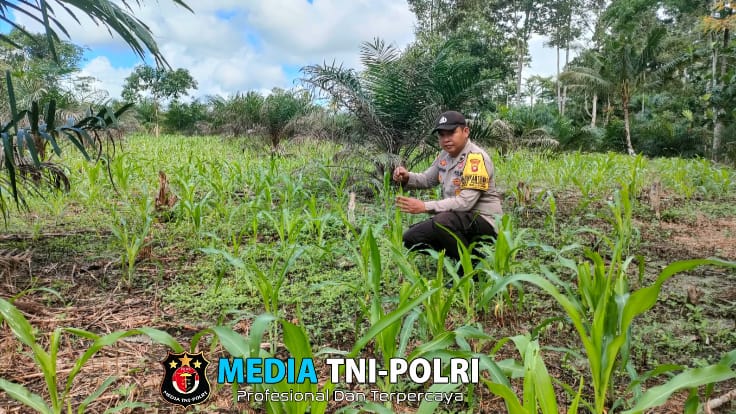 Bintara Penggerak Cek Progres Penanaman Jagung di Desa Pongok