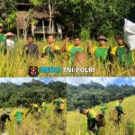 Satgas Pamtas Yonarmed 11 Kostrad dan Warga Desa Duyan Panen Padi Gunung Bersama