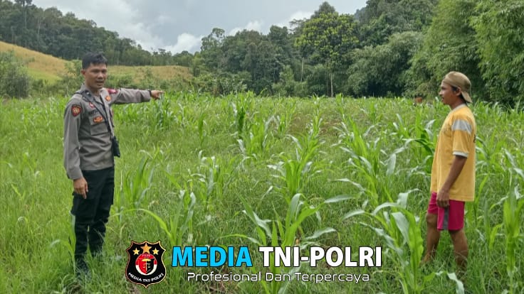 Kanit Binmas Polsek Mempawah Hulu Cek Progres Penanaman Jagung di Desa Salumang.