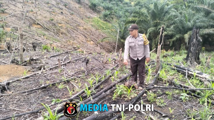Cek Progres Tanaman Jagung Bhabinkamtibmas Polsek Air Besar Sambangi Petani
