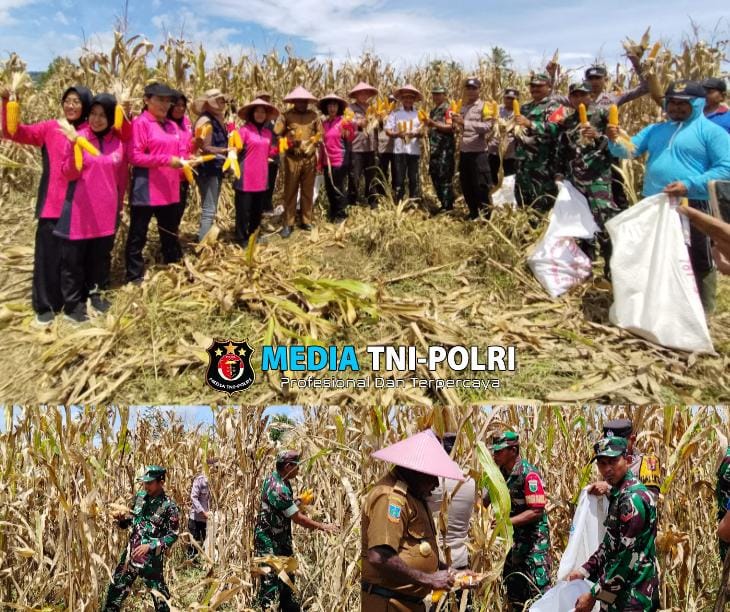 Danramil Napan dan Anggota Polsek Makimi Beserta Pemerintah Distrik Hadiri Panen Raya Jagung dalam Rangka Mendukung Asta Cita Swasembada Pangan.