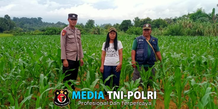 Bintara Pengerak Cek Tanaman Jagung ke Desa Ringo Lojok Kecamatan Banyuke Hulu