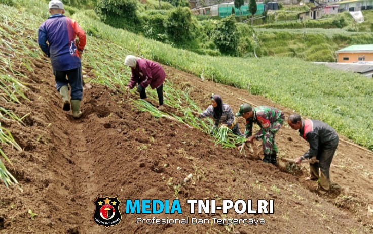Dukung Ketahanan Pangan, Babinsa Dampingi Petani Desa Binaan