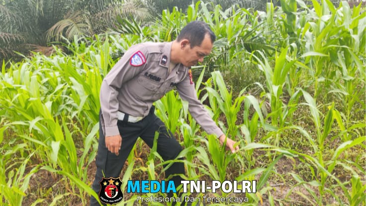 Kembali Polsek Mandor Laksanakan Pengecekan Tanaman Jagung Dalam Program Ketahanan Pangan