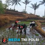 Fokus Penambahan Luas Tanam, Babinsa Desa Sumber Urip Konsisten Dampingi Tanam Padi