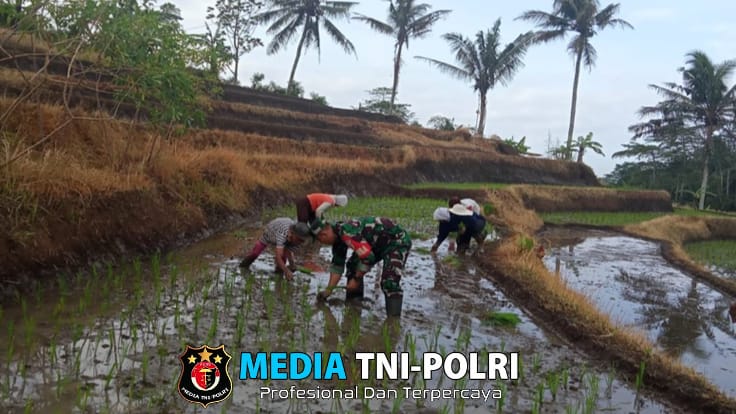 Fokus Penambahan Luas Tanam, Babinsa Desa Sumber Urip Konsisten Dampingi Tanam Padi