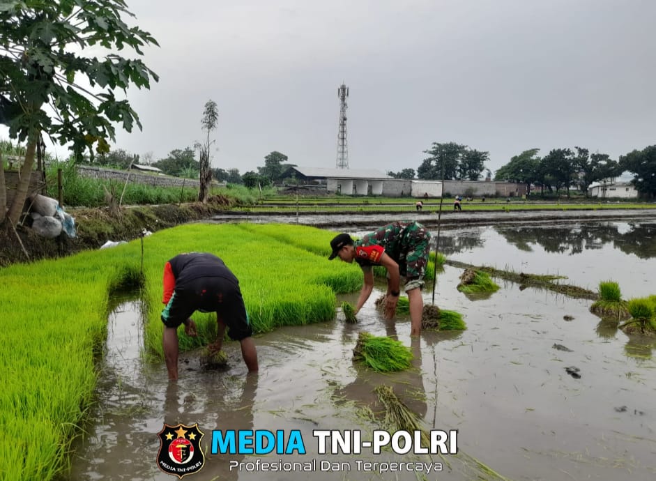 Demi Percepatan Masa Tanam, Babinsa Dampingi Petani Tanam Padi