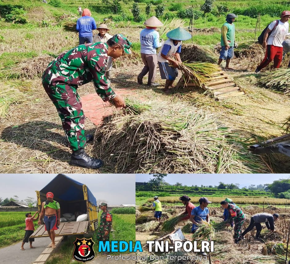 Babinsa Koramil Nglegok, Dampingi Penyerapan Gabah Panen Petani Oleh Bulog di Blitar